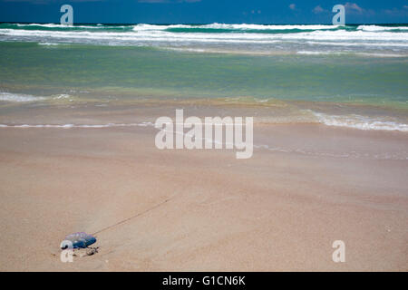 Titusville, Florida - A portugiesischer Mann o Krieg angespült am Strand im Canaveral National Seashore. Stockfoto