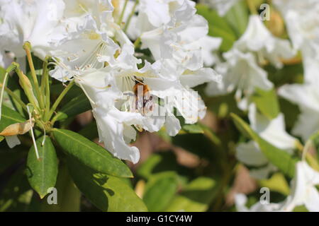 Hummel auf weiße rhododendron Stockfoto