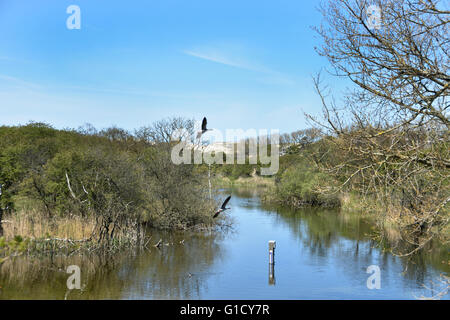See in den Dünen zwischen Den Haag (Scheveningen) - Wassenaar Niederlande Niederländische Dünen Meer Strand Sand Küste definiert Stockfoto