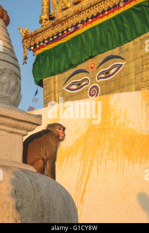 Heiligen Affen überall im Monkey Tempel in Kathmandu Stockfoto