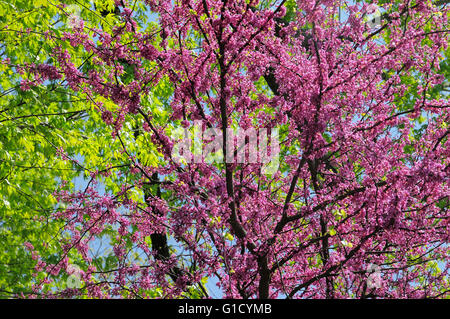 Redbud Baum in voller Zeit Frühjahrsblüte Stockfoto