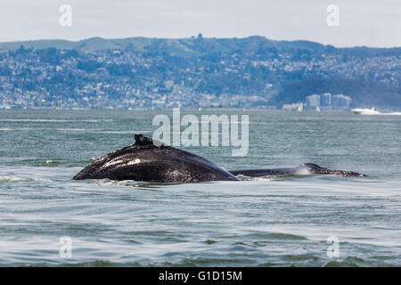 Seltene Sichtung der Mutter Buckelwal, Impressionen Novaeangliae und Babyschwimmen im Inneren der Bucht von San Francisco Stockfoto