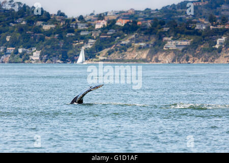 Fluke Grauwal Mutter und Baby, vom Aussterben bedrohte Arten, ein sehr ungewöhnliches Ereignis in der San Francisco Bay Stockfoto