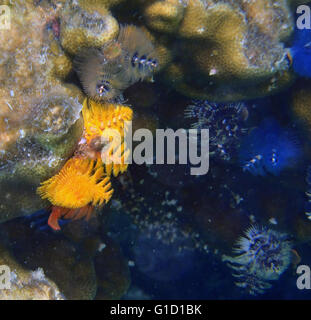 farbige Fanworms unter Korallen im Meer von Thailand Stockfoto