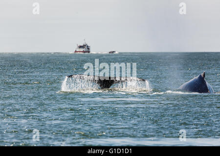 Nahaufnahme des Fluke von Mutter Buckelwal und Baby, einer vom Aussterben bedrohten Tierart, in der San Francisco Bay an der Golden Gate Bridge Stockfoto