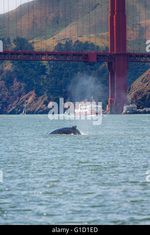 Seltene Sichtung der Mutter Buckelwal, Impressionen Novaeangliae und Babyschwimmen im Inneren der Bucht von San Francisco mit der Golden Gate Bridge im Hintergrund Stockfoto