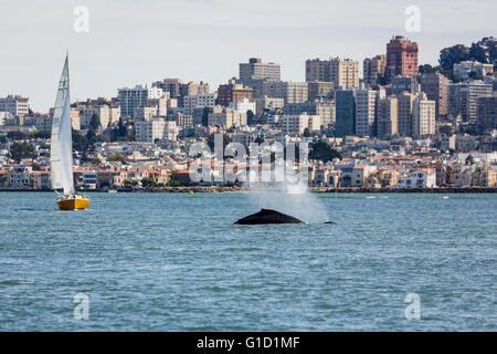 Seltene Sichtung der Mutter Buckelwal, Impressionen Novaeangliae und Babyschwimmen in San Francisco Bucht mit Blick auf die Stadt im Hintergrund Stockfoto