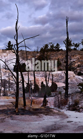 WY01697-00... WYOMING - tote Bäume in der Kalziumkarbonatablagerungen in der Stunde vor Sonnenaufgang im Angel Terrace im Mammoth Hot Spring Stockfoto