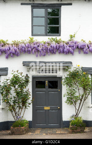 Wisteria Floribunda Blumen in einer Linie entlang einer Hütte in Adderbury, Oxfordshire, England Stockfoto