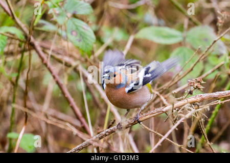 Einen männlichen Buchfinken (Fringilla Coelebs) Anzeige zu einem nahe gelegenen Weibchen Stockfoto