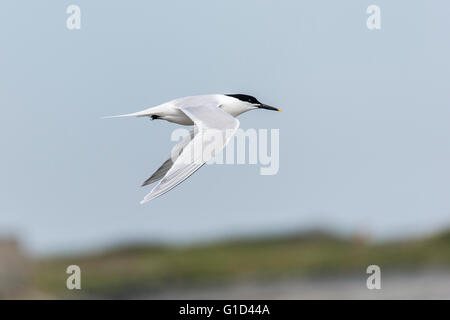 Sandwich Tern Ay Cemlyn Bay Anglesey Wales Stockfoto