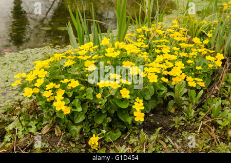 Marsh Marigolds or Kingcups, Caltha palustris, Dorset, Großbritannien, April. Stockfoto