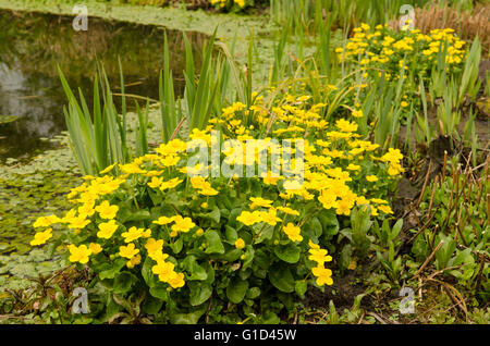 Sumpfdotterblumen oder Hahnenfuß [Caltha Palustris] Dorset UK April. Stockfoto