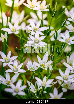Weiße Blüten von Ornithogalum Umbellatum (Star-of-Bethlehem) und zarten Knospen Stockfoto