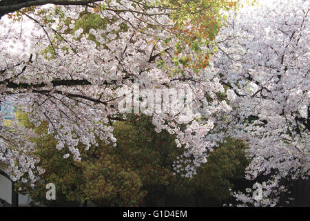 Reise nach Japan 2016 Stockfoto