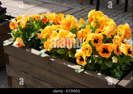 Erblüh Stiefmütterchen Außendekoration, Blüte orange gelben Pflanzen wachsen in hölzernen langen Blumenkasten draußen, Viola zu blühen. Stockfoto