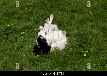 Ein Cocker Spaniel Hund Rollen auf etwas stinkenden in der Wiese Stockfoto