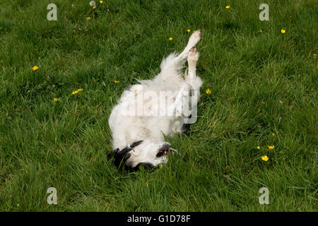 Ein Cocker Spaniel Hund Rollen auf etwas stinkenden in der Wiese Stockfoto