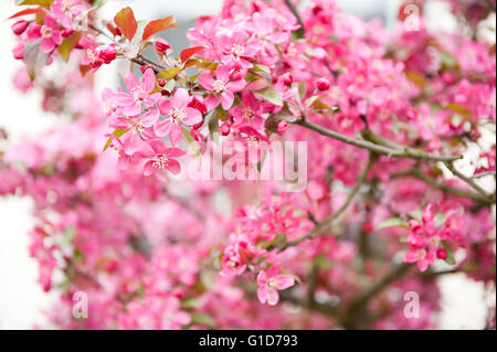 Malus roter Apfel Baum Makro, Zweige blühen im Frühling in Polen, Europa, viel rot rosa Blüten auf dem üppigen Blüte Baum. Stockfoto
