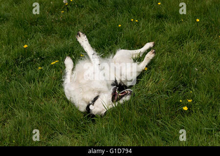 Ein Cocker Spaniel Hund Rollen auf etwas stinkenden in der Wiese Stockfoto