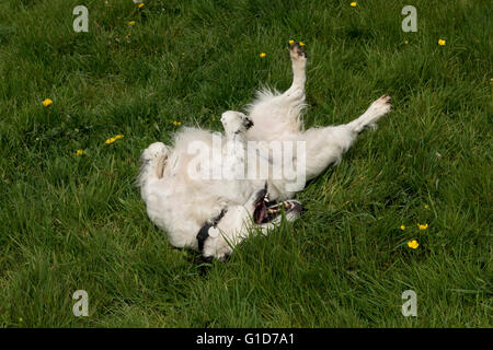 Ein Cocker Spaniel Hund Rollen auf etwas stinkenden in der Wiese Stockfoto