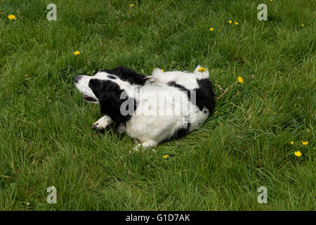 Ein Cocker Spaniel Hund Rollen auf etwas stinkenden in der Wiese Stockfoto