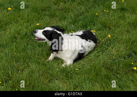 Ein Cocker Spaniel Hund Rollen auf etwas stinkenden in der Wiese Stockfoto