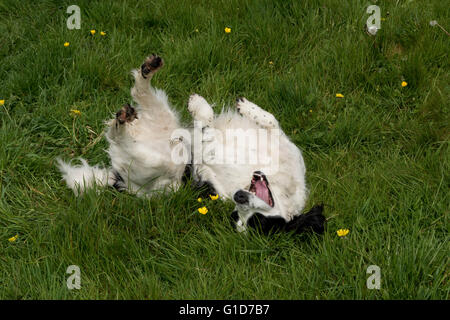 Ein Cocker Spaniel Hund Rollen auf etwas stinkenden in der Wiese Stockfoto