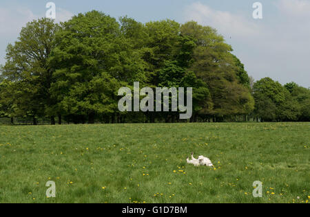 Ein Cocker Spaniel Hund Rollen auf etwas stinkenden in der Wiese Stockfoto