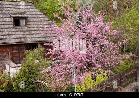 Dekorative rote Apfelbaum im Frühling in Polen, Europa, Blumen reichlich auf dem Baum üppig blühende im Hinterhof Stockfoto