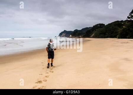 Einzelnes senior Männchen an einem abgelegenen Strand Coromandel, Neuseeland. Stockfoto