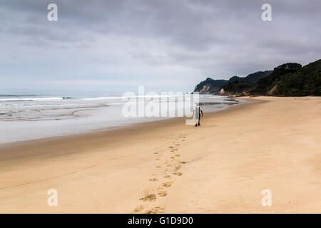 Einzelnes senior Männchen an einem abgelegenen Strand Coromandel, Neuseeland. Stockfoto