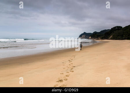 Einzelnes senior Männchen an einem abgelegenen Strand Coromandel, Neuseeland. Stockfoto