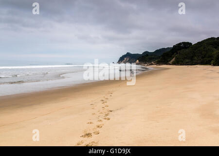 Einzelnes senior Männchen an einem abgelegenen Strand Coromandel, Neuseeland. Stockfoto