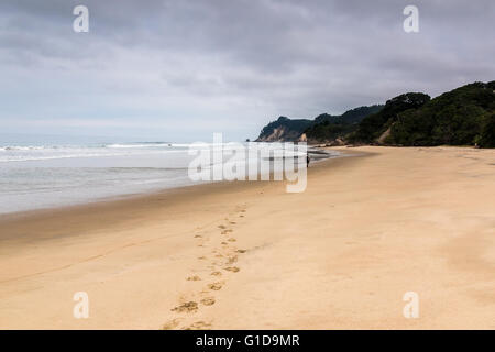 Einzelnes senior Männchen an einem abgelegenen Strand Coromandel, Neuseeland. Stockfoto