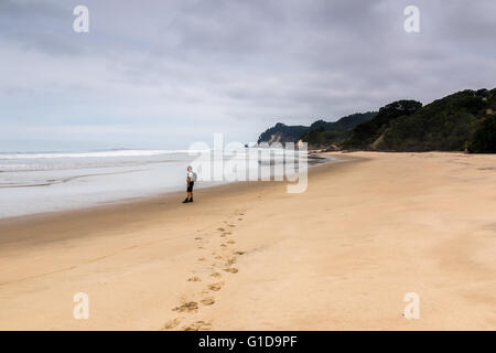 Einzelnes senior Männchen an einem abgelegenen Strand Coromandel, Neuseeland. Stockfoto