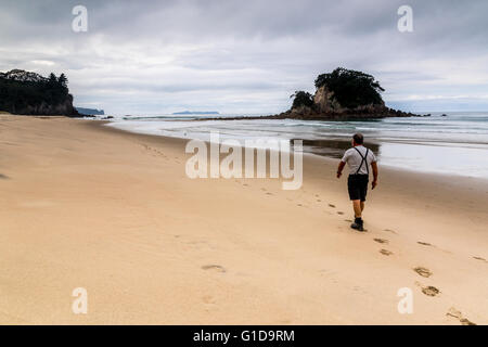 Einzelnes senior Männchen an einem abgelegenen Strand Coromandel, Neuseeland. Stockfoto