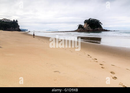 Einzelnes senior Männchen an einem abgelegenen Strand Coromandel, Neuseeland. Stockfoto