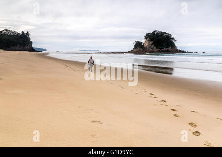 Einzelnes senior Männchen an einem abgelegenen Strand Coromandel, Neuseeland. Stockfoto