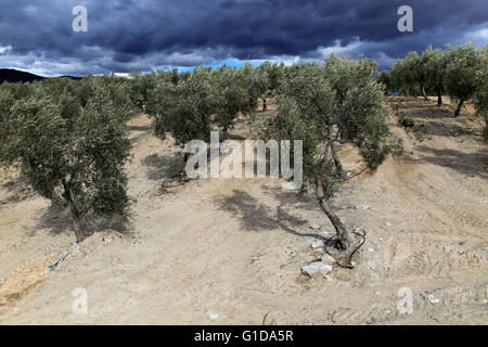 Landschaft des dramatischen Sturmwolken über Olivenbäume, Uleila del Campo, Almeria, Spanien Stockfoto