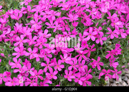 Phlox Douglasii 'Crackerjack' Stockfoto