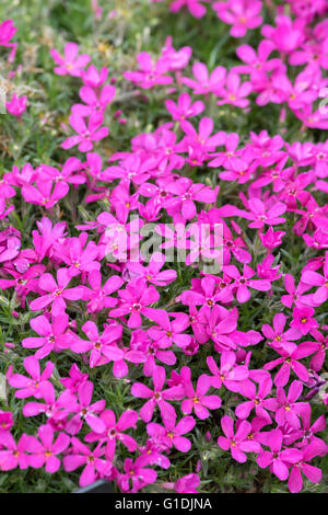 Phlox Douglasii 'Crackerjack' Stockfoto