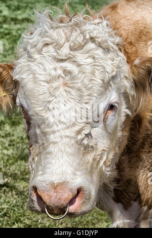 Charolais Bull mit einem Ring durch die Nase Stockfoto