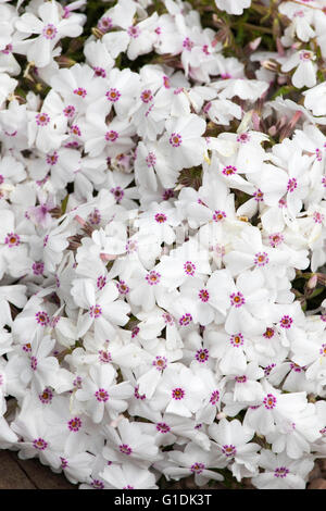 Phlox Subulata 'Amazing Grace' Stockfoto