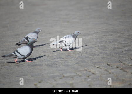 Drei Stadt Tauben (Columba Livia Domestica), zu Fuß auf dem Marktplatz von Greifswald, Mecklenburg-Vorpommern, Deutschland. Stockfoto