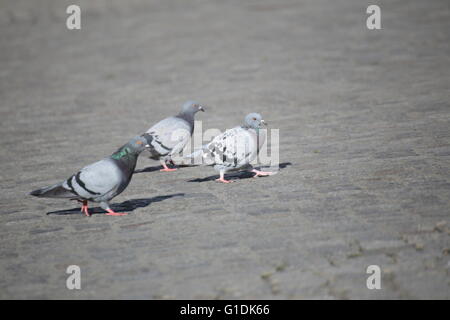 Drei Stadt Tauben (Columba Livia Domestica), zu Fuß auf dem Marktplatz von Greifswald, Mecklenburg-Vorpommern, Deutschland. Stockfoto