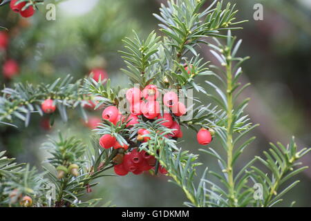 Essbaren roten Früchten der Europäischen Eibe (Taxus Baccata). Stockfoto