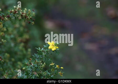 Einzelne Blüte der strauchartigen Fingerkraut (Dasiphora Fruticosa Sy Potentilla Fruticosa). Stockfoto