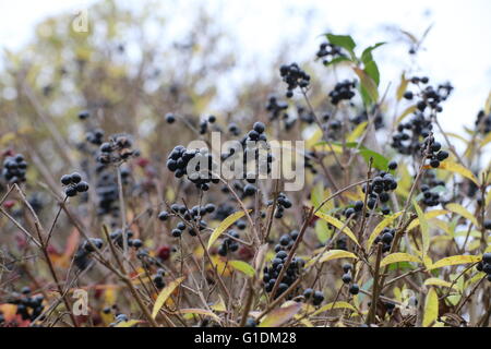 neem tree plants Neem Tree main image 1