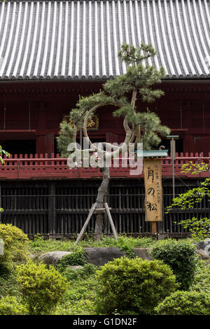 Baum, Kiyomizu-Kannon-Tempel (Ueno-Park), Taito City, Tokyo, Japan Stockfoto